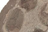 Ordovician Trilobite Plate - Tafraoute, Morocco #267355-1